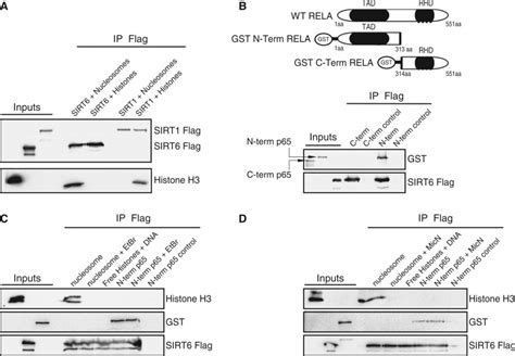 Sirt6 Interacts With Core Histones In A Nucleosome Dependent Manner