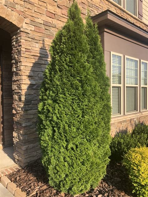 Emerald Green Arborvitae Shrub 1 Gallon Plants Direct To You