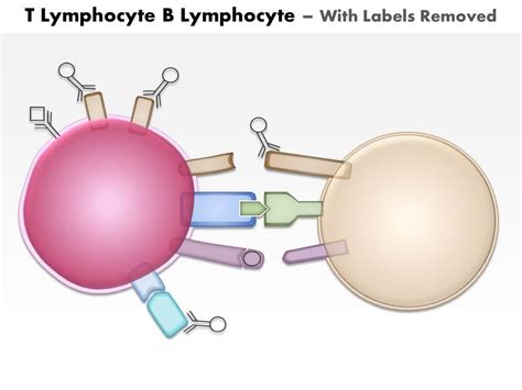 0614 T Lymphocyte B Lymphocyte Medical Images For Powerpoint ...