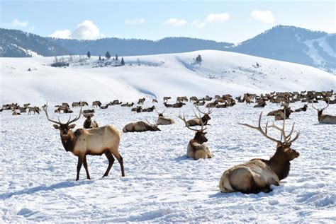 National Elk Refuge in Jackson, Wyoming – Wyoming Life