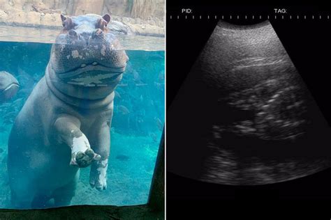 Fiona the Hippo's Mom is Pregnant at the Cincinnati Zoo