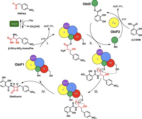 The Structural Basis Of N Acyl Amino Lactone Formation Catalyzed By