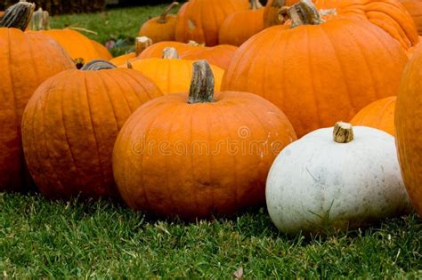 Autumn Decoration - Pumpkin Patch Stock Image - Image of texture ...