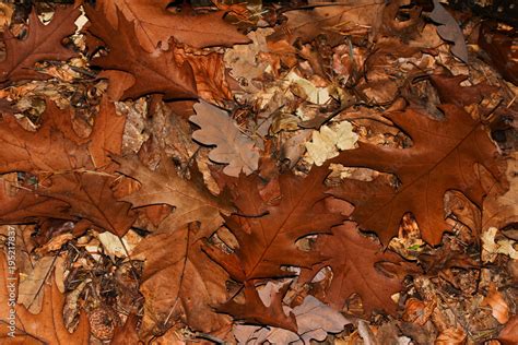 Laub Der Roteiche Im Herbst Quercus Rubra Stock Foto Adobe Stock