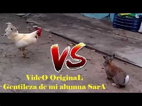 LUCHA ENTRE UN CONEJO Y UN GALLO CONEJO LUCHA CON POLLO YouTube