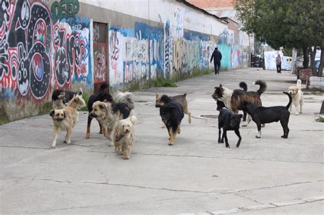 De Medio Millón De Canes En El Alto El 50 Son Callejeros La Razón