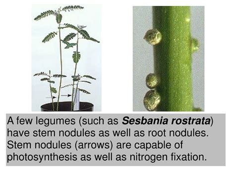 Ppt Nitrogen Fixation Powerpoint Presentation Free Download Id4437387