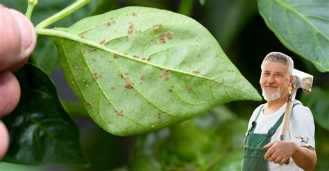 Comment Lutter Efficacement Contre Les Nuisibles Dans Le Jardin Cette