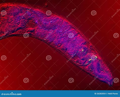 Caenorhabditis elegans stock photo. Image of fluorescence - 26282054