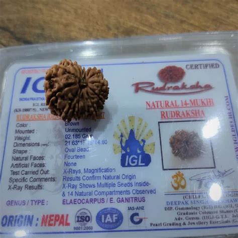 Oval 14 Mukhi Nepali Rudraksha 2185g Size 2163 X 1715 X 1460mm