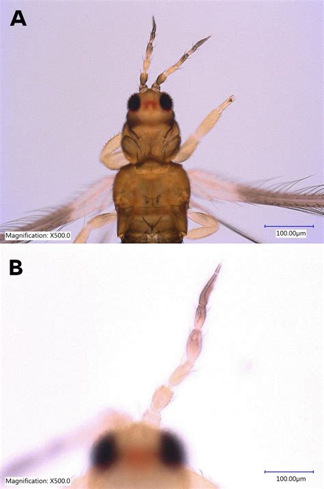 Eeny 805in1407 Thrips Parvispinus Karny 1922 Insecta