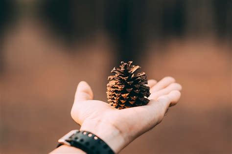 Premium Photo Close Up Of Hand Holding Pine Cone