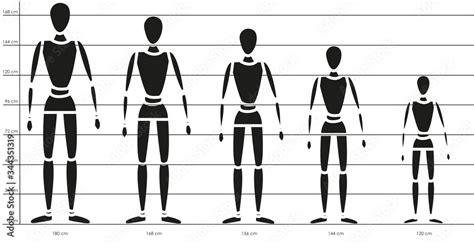 Canon Y Proporciones En Cent Metros Del Cuerpo Humano Seg N Estatura A