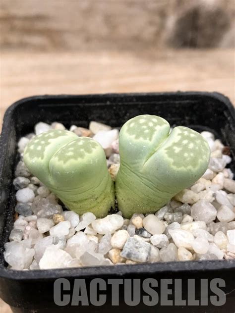 SHPR8967 Lithops Julii Ssp Fulleri V Fulleri Fullergreen C056A Two