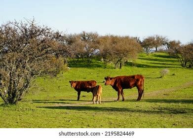 Hundred Cattle Calf During Winter Royalty Free Images Stock Photos