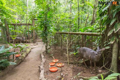 Jaguar Rescue Center: Helping Injured Animals of Puerto Viejo