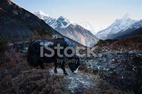 Yak In Himalayas Stock Photo | Royalty-Free | FreeImages