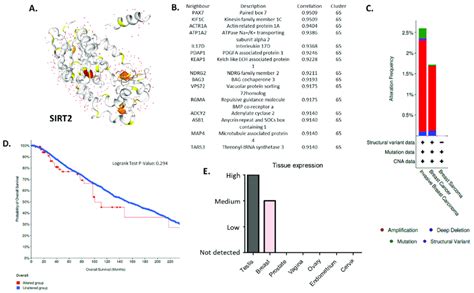 A Protein Structure Of SIRT2 NAD Dependent Protein Deacetylase Which