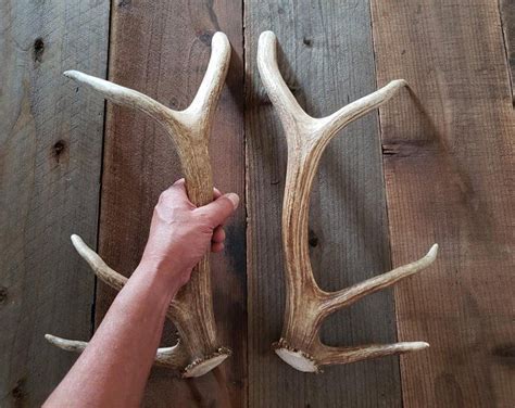 Killer Red Stag Antler Handle Set Matched For Doors Pulls Etsy Door