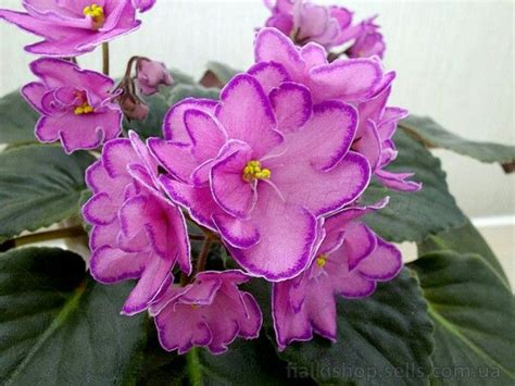 СМ Майский шиповник