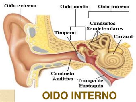 Oído interno