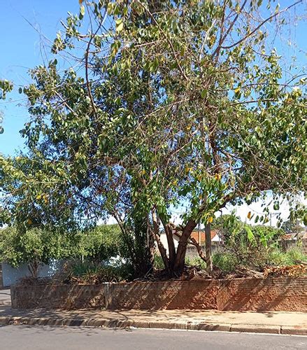 Moradores Do Centro De Assis Reclamam De Mato Alto E Lixo Em Terreno