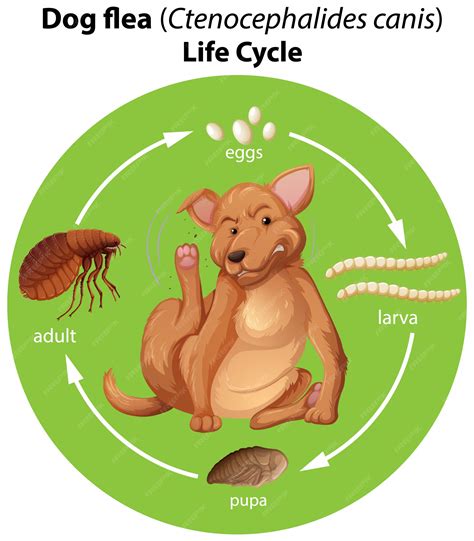What Can Dogs Get From Fleas at Mitchell Leadbeater blog