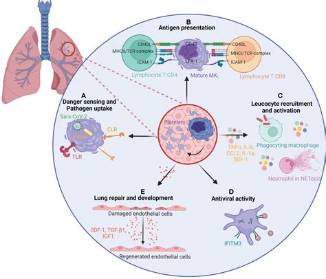 Frontiers Occurrence And Role Of Lung Megakaryocytes In Infection And