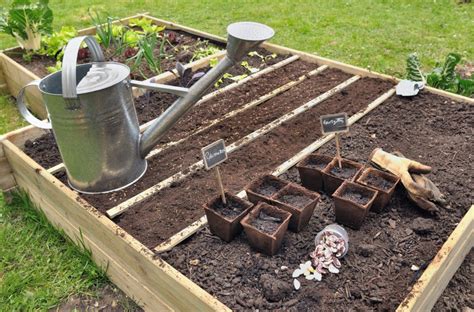 Légumes faciles à cultiver Arctic Gardens