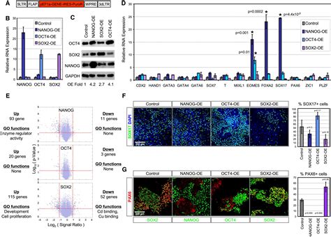 Distinct Lineage Specification Roles For Nanog Oct4 And Sox2 In Human Embryonic Stem Cells