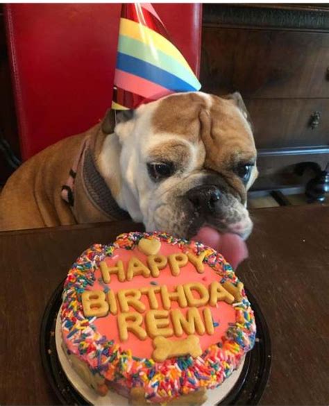 Funny Birthday Dog Cake