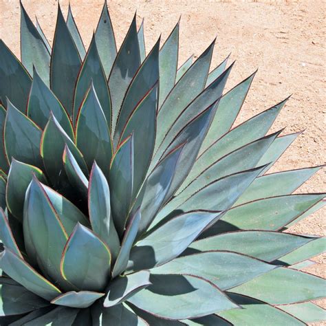 Agave Blue Glow | www.PlantsExpress.com