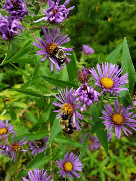 Symphyotrichum novae-angliae - Bird Gardens