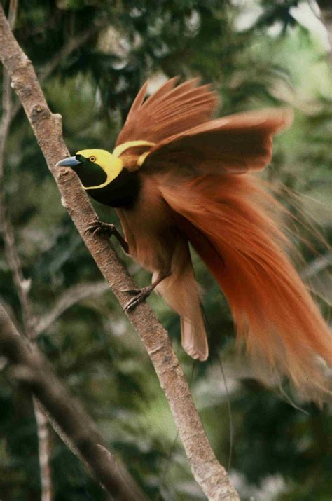 Smithsonian Insider Raggiana Bird Of Paradise Smithsonian Insider