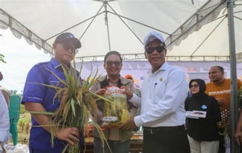 Ipb Ciptakan Varietas Padi 9g Dengan 4 Keunggulan Bikin Petani