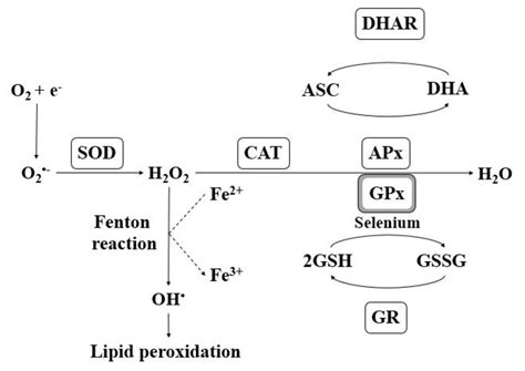 Antioxidant Enzymes Relationship In Plants Abbreviations Sod