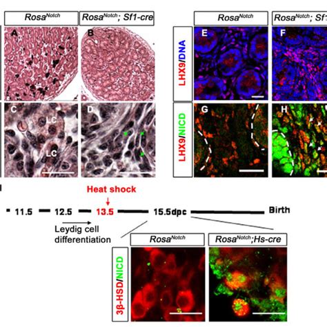 Constitutive Notch Signaling Restricts Leydig Cell Differentiation