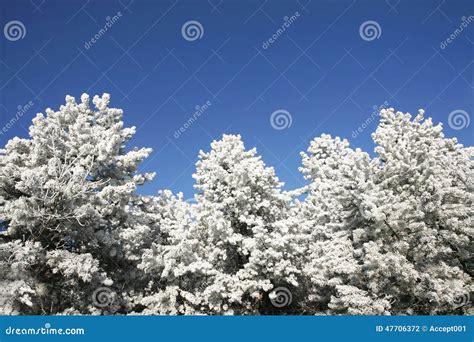 Beautiful Pine Trees In Winter Forest Frosty Winter Day Stock Photo