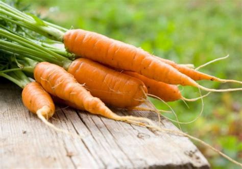 Морковь Вита Лонга: описание, фото, характеристика, особенности выращивания