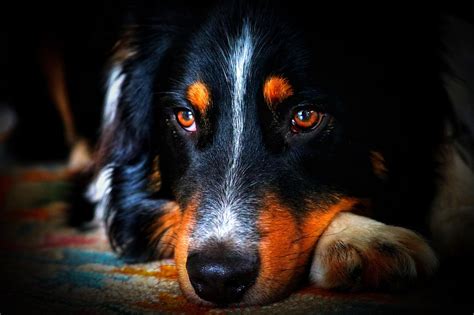Dog Australian Shepherd Mammal - Free photo on Pixabay