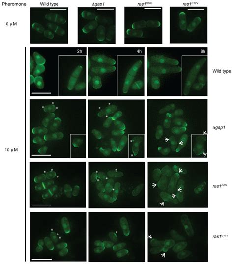 CRIB GFP A Marker For Cdc42 GTP Imaged Following Pheromone Stimulation