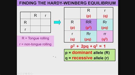 Hardy Weinberg Principle Youtube