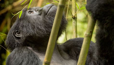 Gorilla Population Increasing Capture Africa Tours