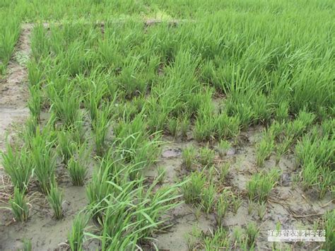 水稻黑条矮缩病症状、病原、传播途径以及防治方法植保技术191农资人 农技社区服务平台