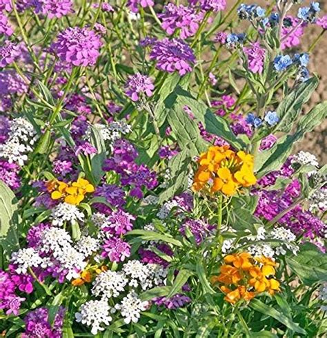 Caribou Seed Company Partial Shade Wildflower Mix Seeds