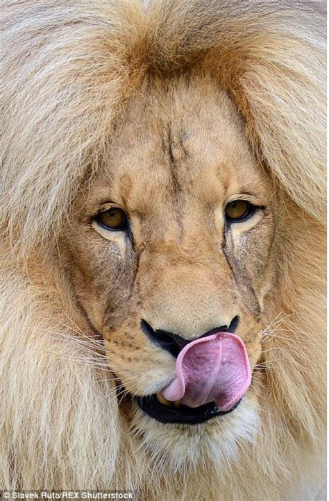 Leon the Lion Shows Off His Perfectly Styled Bouffant Locks As His Mane Attraction