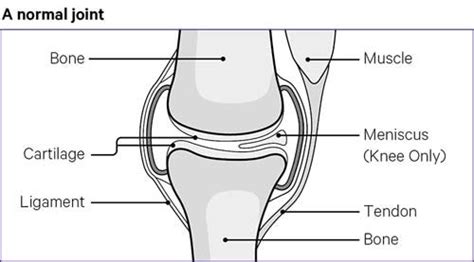 Tendons And Ligaments And Cartilage