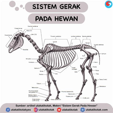 Rangkuman Materi Organ Gerak Hewan Vertebrata Riset