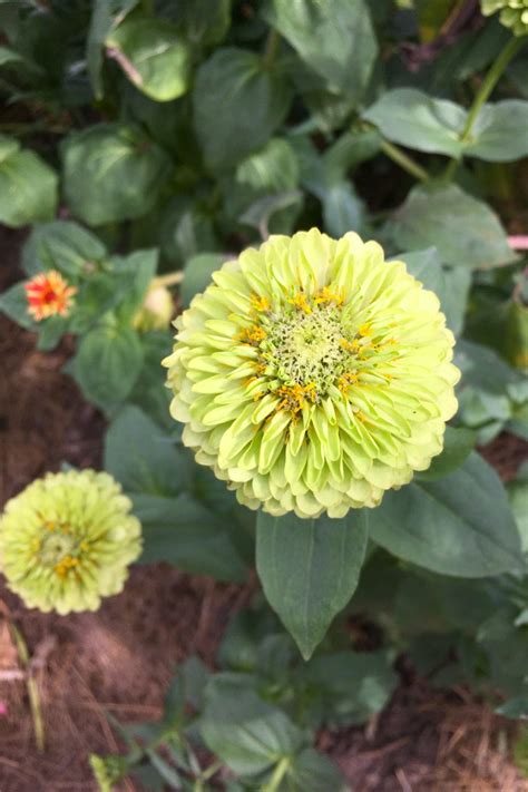 Köp frö till Zinnia - Giant Lime hos Lindbloms.se