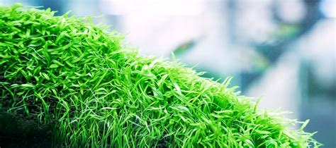 Tropica Plant Utricularia Graminifolia In Vitro Green Aqua